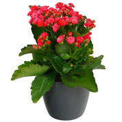 Kalanchoe red + Anthracite Cachepot